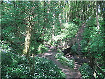 SD5110 : Footbridge in Fairy Glen by Sue Adair
