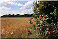 Wheat and Berries