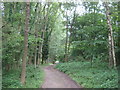 Track in Blockfield Wood