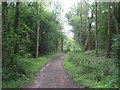 Track in Blockfield Wood (2)