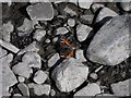 SO1191 : Small tortoiseshell butterfly (Aglais urticae) by Penny Mayes