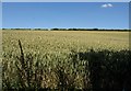 ST0117 : Wheat  above Murley Farm by Derek Harper