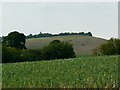 Martinsell Hill across a non-cereal crop, near Wootton Rivers