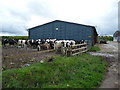 Dairy herd awaiting milking at Ffoswinau