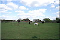 Horses grazing, Downoak Farm