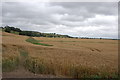 TQ9126 : Wheatfields on the Rother Levels by Julian P Guffogg