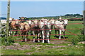 Cattle at Beersheba