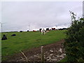 Cattle grazing at Haswell Moor