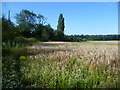 Field edge alongside Hockenden Lane seen from Chapmans Lane