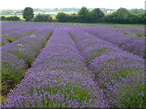 TF6836 : Norfolk lavender by Richard Humphrey