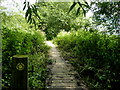 On the boardwalk - public footpath by the River Medway