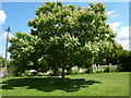 A catalpa tree on the village green, Teston