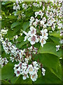 Blossom on the catalpa tree on the village green, Teston