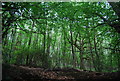 Woodland by the Sussex Border Path