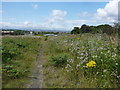 Waste land, reclaimed by nature