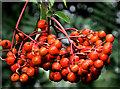 J3371 : Rowan berries, Belfast by Albert Bridge