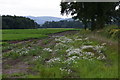 Edge of a carrot field near Lethendy