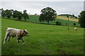 Calf in a field near Spittalfield