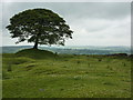 SK0755 : Tree on Grindon Moor by Peter Barr