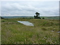 Small pond, or flooded ground