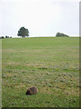 Golfing hedgehog, Knott End Golf Course