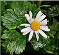 Oxeye daisy, Larne