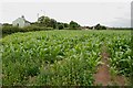 Field of Sweetcorn, Walsall Road