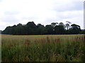 Wood & field opposite the Scrapyard in Moat Road