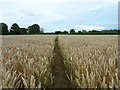 Wheat field path to Turtles Farm