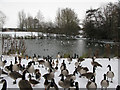 Wildfowl on pond beside Shaftesbury Avenue, Swindon