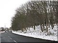 Strip of woodland alongside Shaftesbury Avenue, Swindon