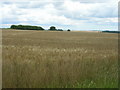 Farmland off West Halton Lane