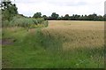 Wheat at Milbourne