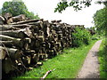 Cycle path beside stacked timber