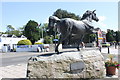 Welsh Cob Horse Aberaeron