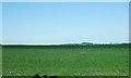 Crops, Dunstan Hill Farm