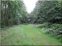 TM0936 : Footpath in Great Martin's Hill Wood by Roger Jones