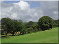 Trees and pasture near Llangybi, Ceredigion