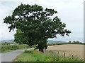 SP0435 : Oak tree at a bend in the road by Christine Johnstone