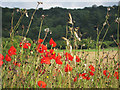 Poppies by the footpath