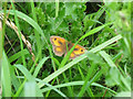 Gatekeeper butterfly