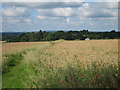 Wheat field