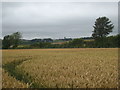 Field of wheat beside the B3266