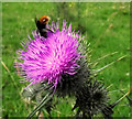 Bee on a thistle