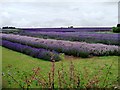 SP1033 : Lavender crop at Hill Barn Farm by Christine Johnstone