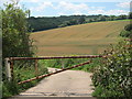 Wheat field by Warren Road