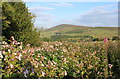 Alphin Pike from the Oldham Way, Grasscroft