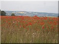 Poppies in the field