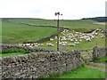 Sheep at Allenshields Farm