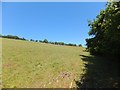 Sheep grazing near Shotash Farm